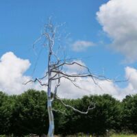 "Askew" von Roxy Paine