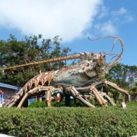 Lobster am Overseas Highway in Islamorada, Florida