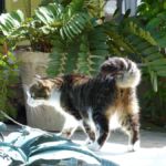 Katze im Garten des Hemingway-Hauses in Key West, Florida