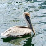 Pelikan (Pelican) in Key Largo, Florida