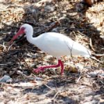 Rot-weißer Ibis am Overseas Highway, Florida
