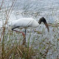 Waldstorch (Wood Stork) im Everglades National Park, Florida