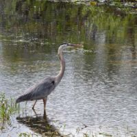 Kanadareiher (Great Blue Heron) im Everglades National Park, Florida