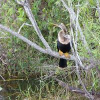 American Anhinga im Everglades National Park, Florida