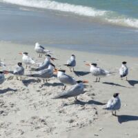 Königsseeschwalben (Royal Terns) an der Pier von Naples, Florida