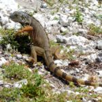 Leguan (Iguana) am Overseas Highway, Florida
