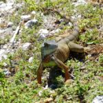 Leguan (Iguana) am Overseas Highway, Florida