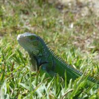 Leguan (Iguana) am Overseas Highway, Florida