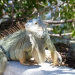 Leguan (Iguana) in Coconut Grove (Miami), Florida