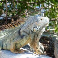 Leguan (Iguana) in Coconut Grove (Miami), Florida