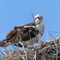 Fischadler (Osprey) im Everglades National Park, Florida