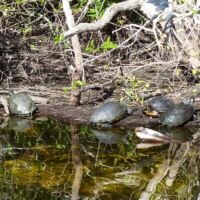 Schildkröten (Turtles) im Everglades National Park, Florida