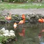 Flamingos im Homosassa Springs Wildlife State Park, Florida