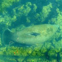 Seekühe (Manatees) im Homosassa Springs Wildlife State Park, Florida