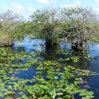 Anhinga Trail im Everglades National Park, Florida
