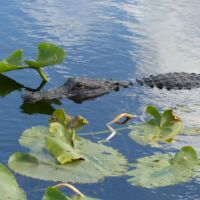 Alligator auf dem Anhinga Trail im Everglades National Park, Florida