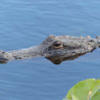 Alligator auf dem Anhinga Trail im Everglades National Park, Florida
