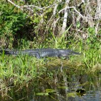Alligator im Shark Valley, Everglades National Park, Florida