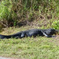 Alligator im Shark Valley, Everglades National Park, Florida