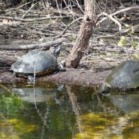 Schildkröten (Turtles) im Everglades National Park, Florida