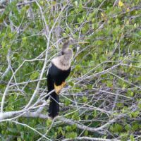 American Anhinga im Everglades National Park, Florida