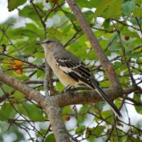 Mockingbird in Cape Girardeau, Missouri