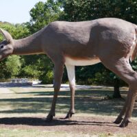 "Deer" von Tony Tasset