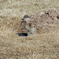 Prairie Dog in Monte Vista, Colorado