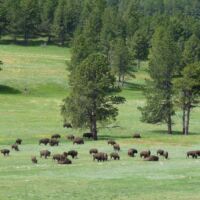 Bisons im Custer State Park, South Dakota