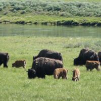 Bison im Yellowstone National Park, Wyoming