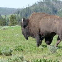 Bison im Yellowstone National Park, Wyoming