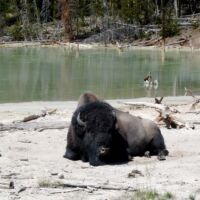 Mud Volcano im Yellowstone National Park, Wyoming