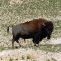 Bison im Yellowstone National Park, Wyoming