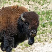 Bison im Yellowstone National Park, Wyoming