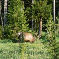 Yellowstone National Park, Wyoming