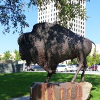 Bison vor dem State Capitol in Bismarck, North Dakota