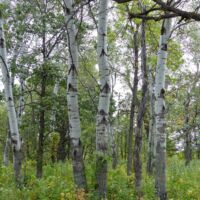 Buffalo River State Park, Minnesota