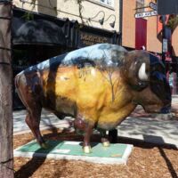 Bison in Downtown Fargo, North Dakota
