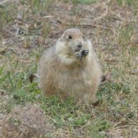 Prairie Dog Town im Theodore Roosevelt National Park, North Dakota