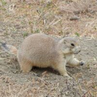 Prairie Dog Town im Theodore Roosevelt National Park, North Dakota