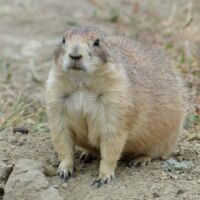 Prairie Dog Town im Theodore Roosevelt National Park, North Dakota