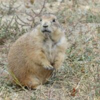 Prairie Dog Town im Theodore Roosevelt National Park, North Dakota