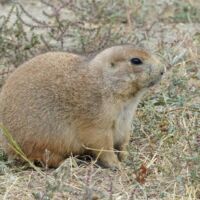 Prairie Dog Town im Theodore Roosevelt National Park, North Dakota