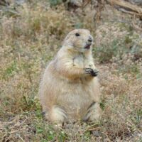 Prairie Dog Town im Theodore Roosevelt National Park, North Dakota