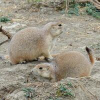 Prairie Dog Town im Theodore Roosevelt National Park, North Dakota
