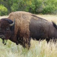 Bison im Theodore Roosevelt National Park, North Dakota