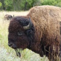 Bison im Theodore Roosevelt National Park, North Dakota