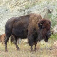 Bisons im Theodore Roosevelt National Park, North Dakota