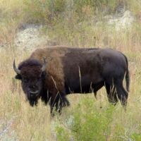 Bison im Theodore Roosevelt National Park, North Dakota