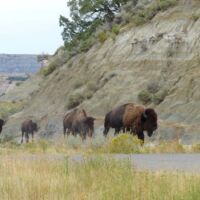 Bisons im Theodore Roosevelt National Park, North Dakota